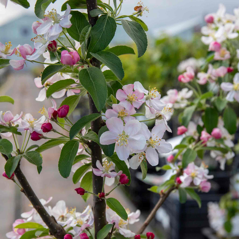 Crab Apple Malus x Floribunda