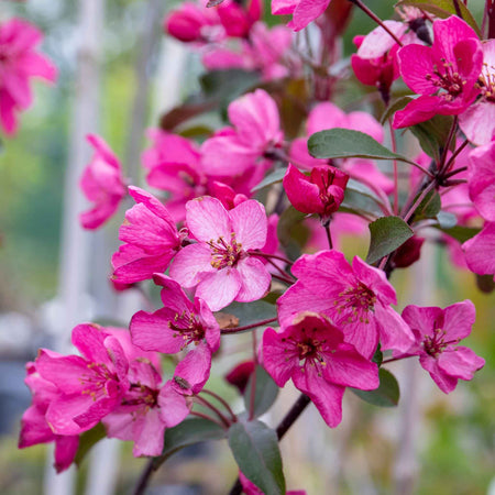Crab Apple 'Liset'