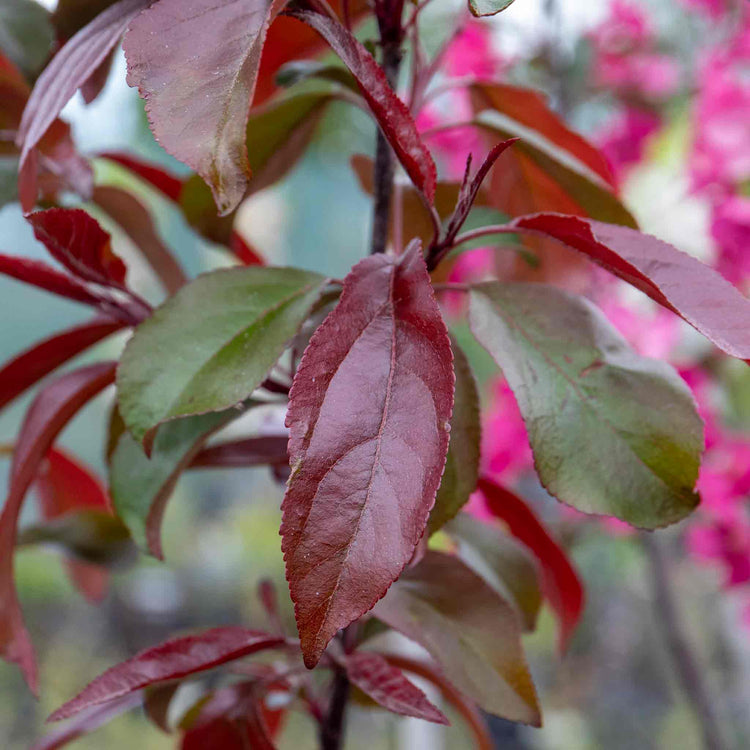 Crab Apple 'Liset'