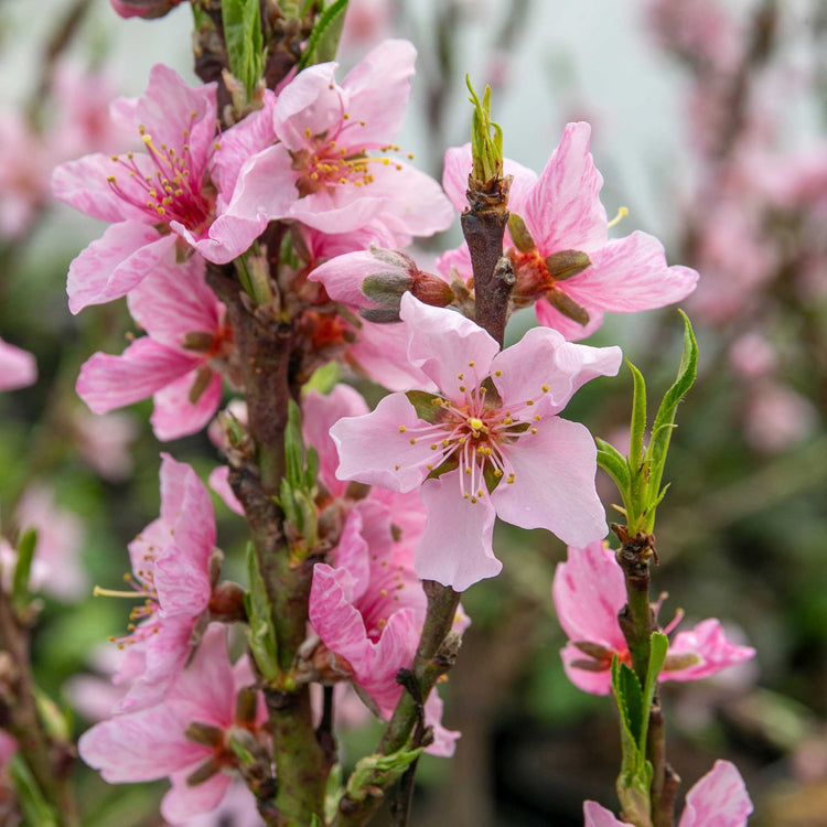 Peach 'Suncrest'