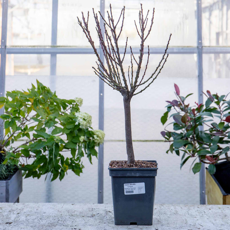 Nectarine 'flavourtop'