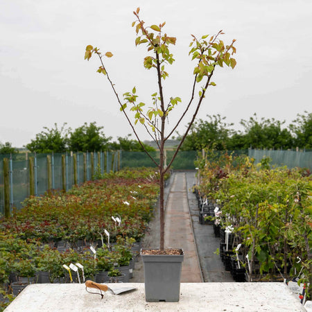 Apricot 'Tros Orange'