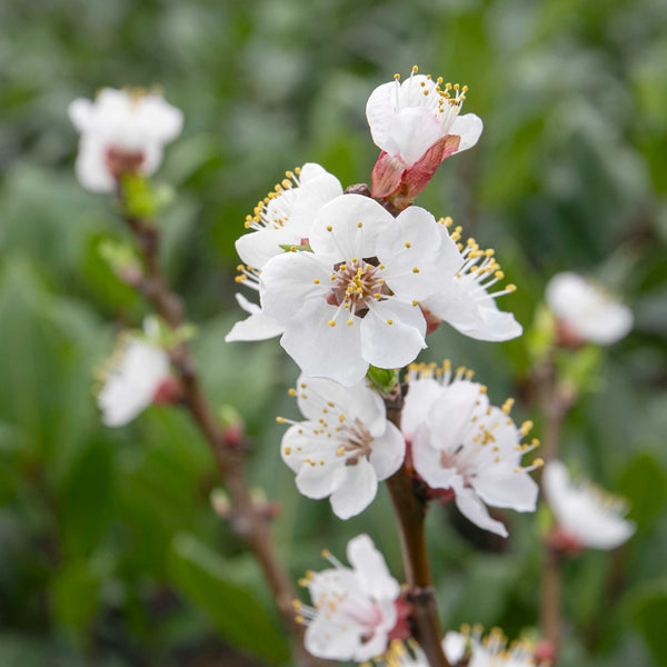 Apricot 'Tros Orange'