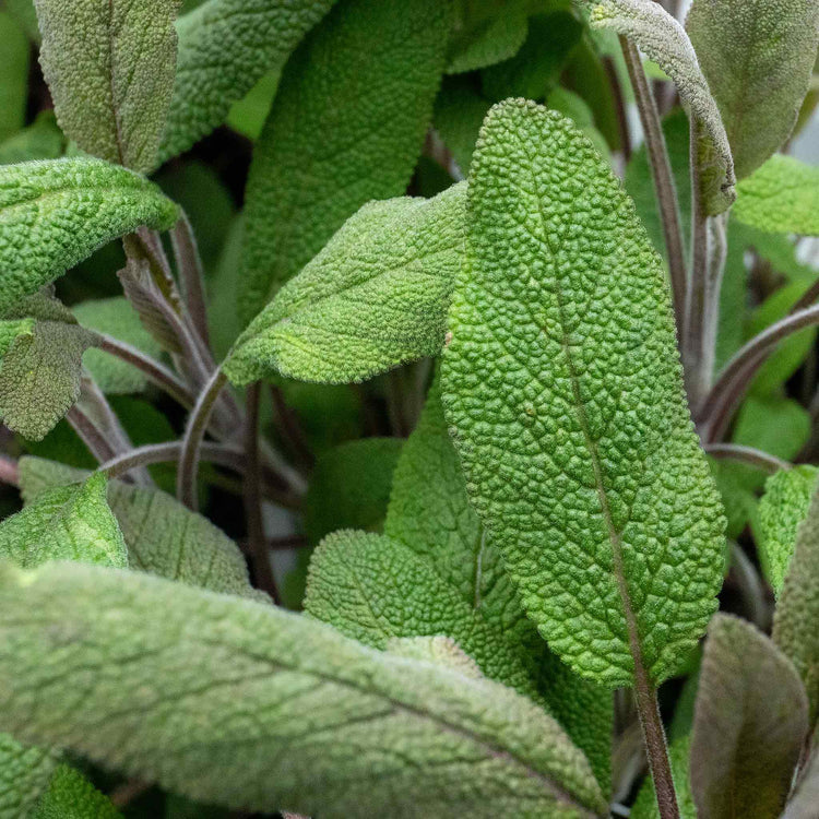 Sage Green