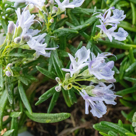Rosemary 'Prostratus'