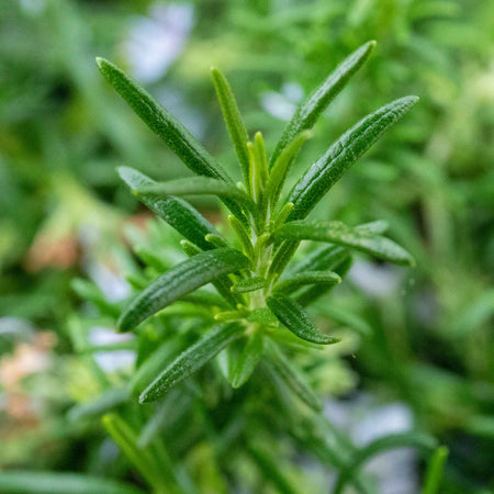 Rosemary 'Prostratus'