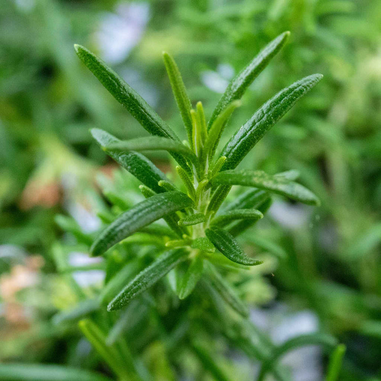 Rosemary 'Prostratus'