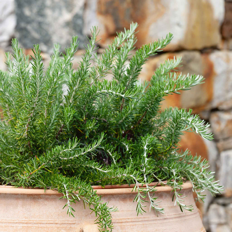 Rosemary 'Prostratus'