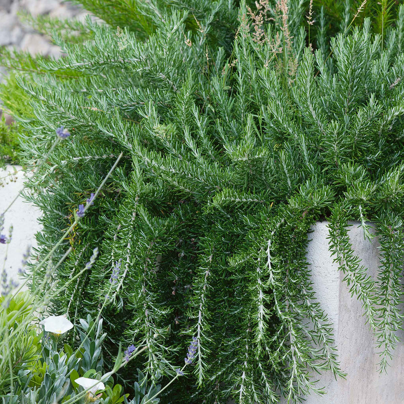 Rosemary 'Prostratus'
