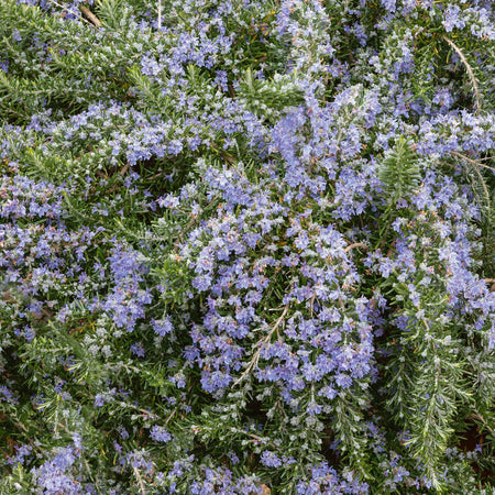 Rosemary 'Prostratus'