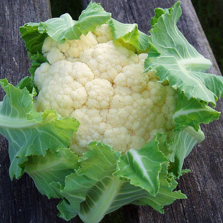 Brassica 'Extra Early Collection'