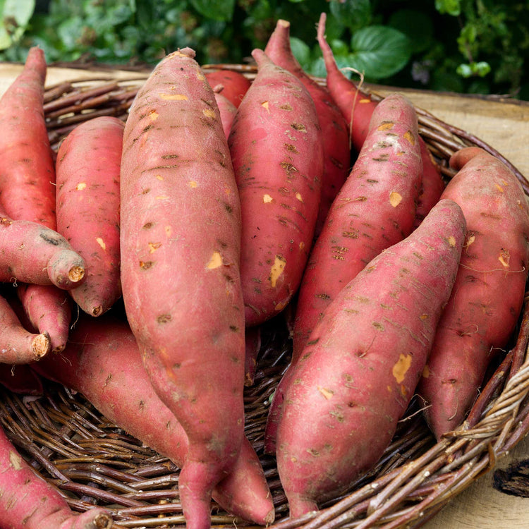 Sweet Potato 'Evangeline'