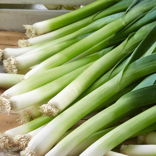 Leek 'Jolant'