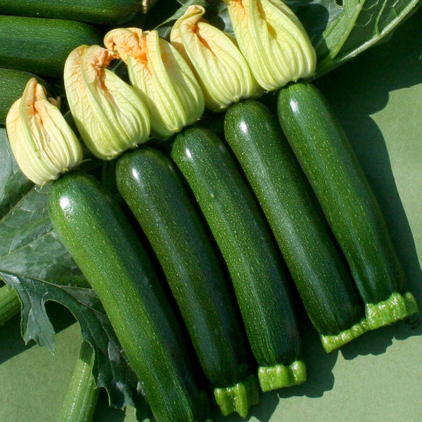 Courgette 'Tuscany'
