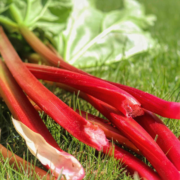 Rhubarb 'Raspberry Red'