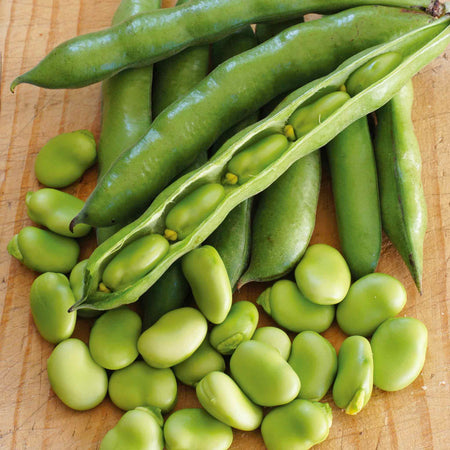 Broad Bean 'Collection'