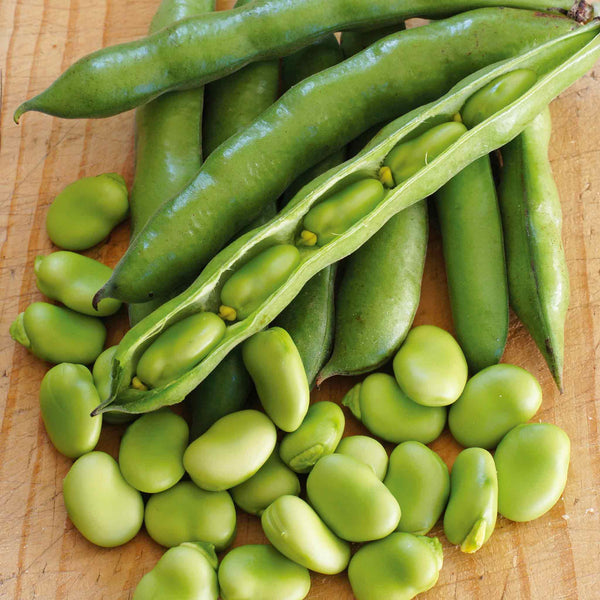 Broad Bean 'Robin Hood'
