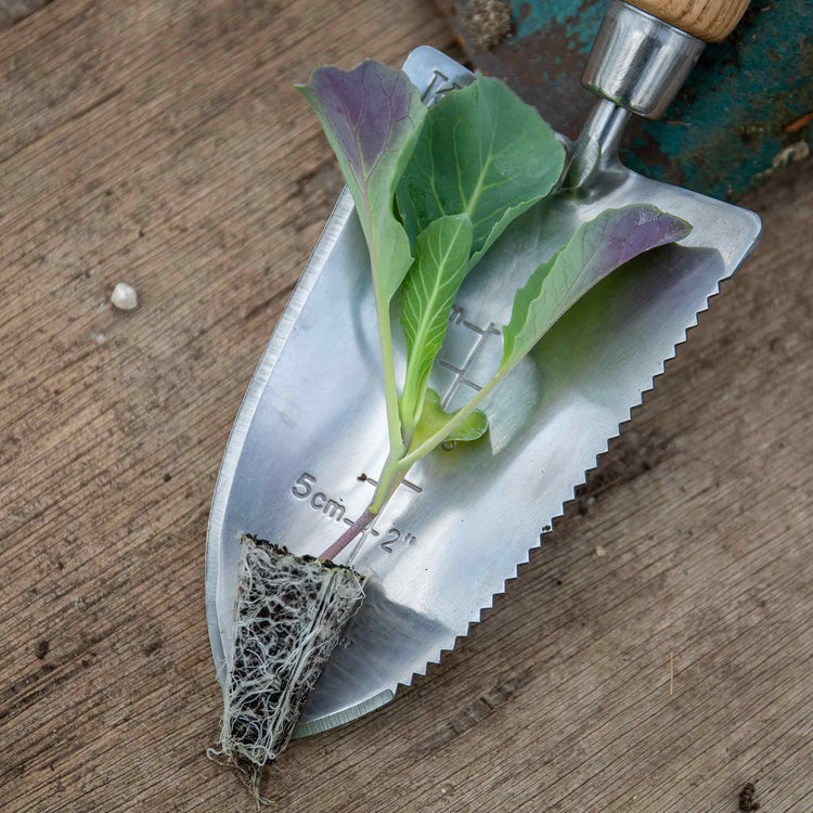 Broccoli White Sprouting 'Burbank'