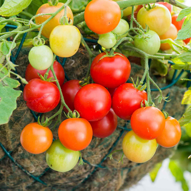 Tomato Seeds 'Siderno'