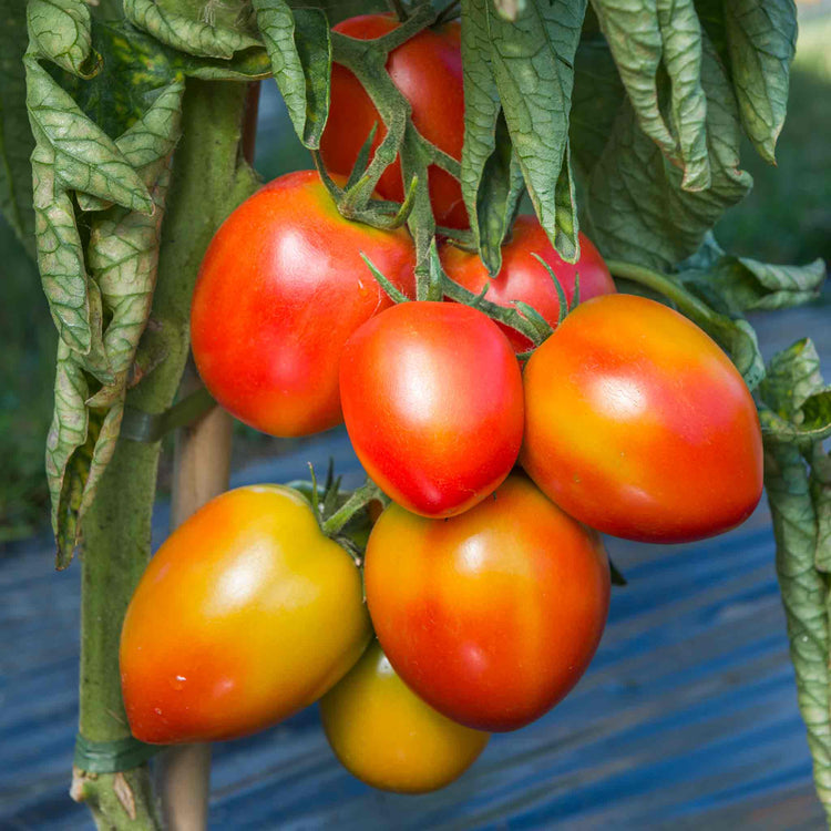 Tomato Seeds 'Sahel'