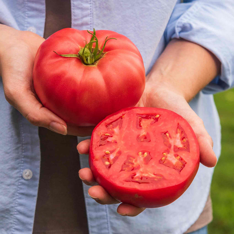 Tomato Seeds 'Rose Crush'