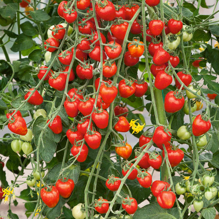 Tomato Seeds 'Fraise'