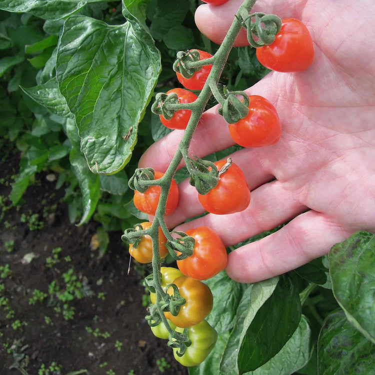 Tomato Seeds 'Fraise'