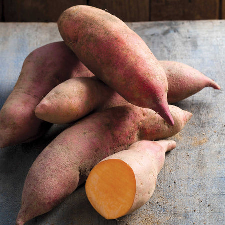Sweet Potato 'Erato® Vineland Early Orange
