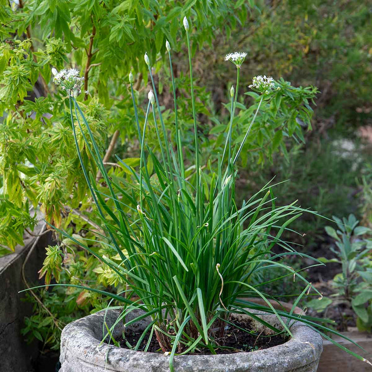 Chive ‘Garlic’ (Allium tubero)