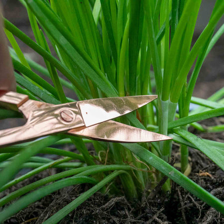 Garlic Chives Seeds