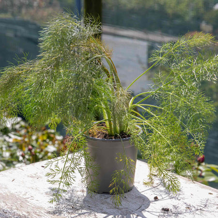 Fennel 'Bronze'