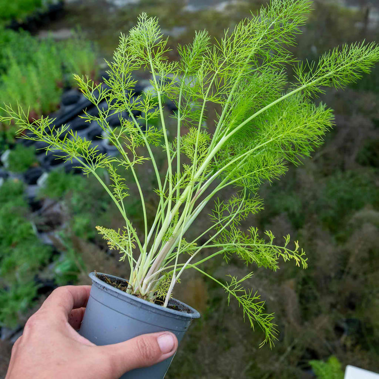 Fennel Plant