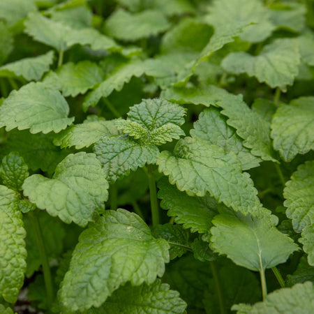 Lemon Balm Plant