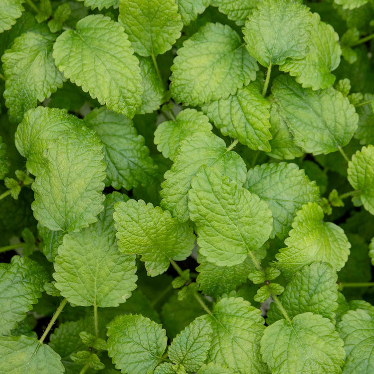 Lemon Balm Plant