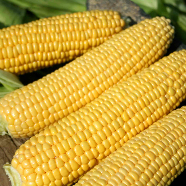 Sweetcorn 'Swift'