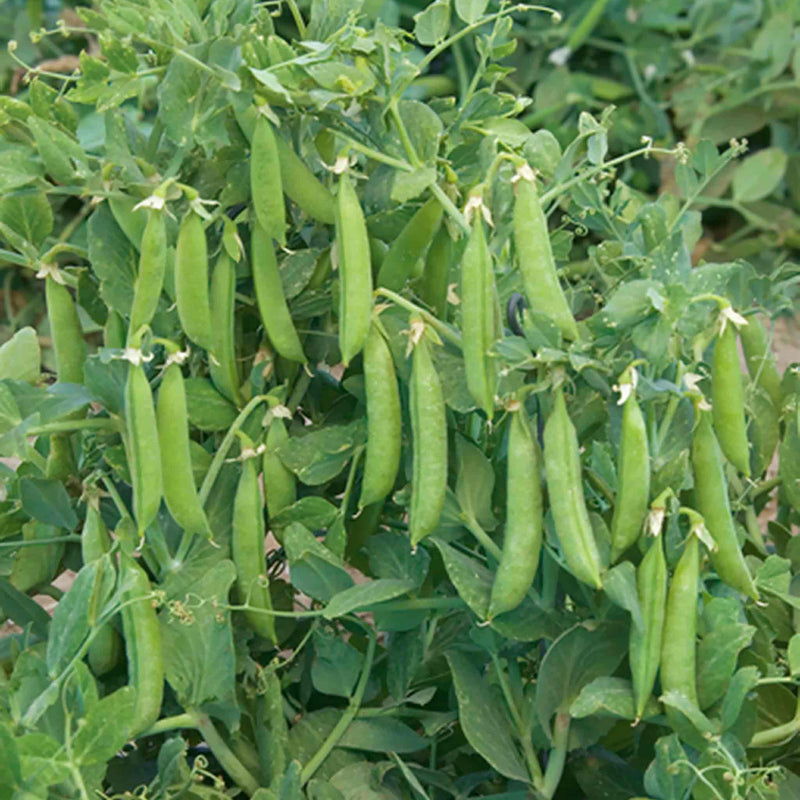 Sugar Snap Pea Seeds 'Sugar Force'