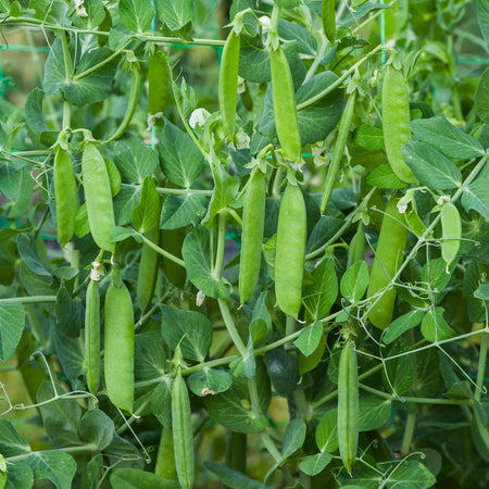 Pea Season Long Collection