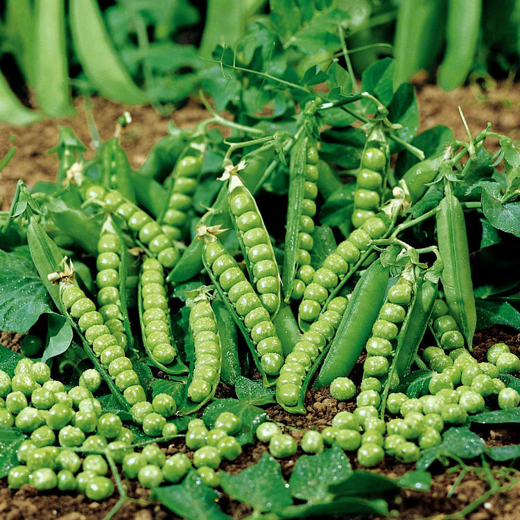 Pea 'Douce Provence'