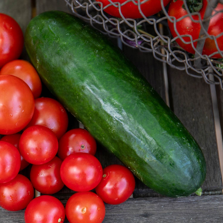 Cucumber 'Mini Munch'