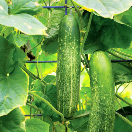 Cucumber Seeds 'Chompers'
