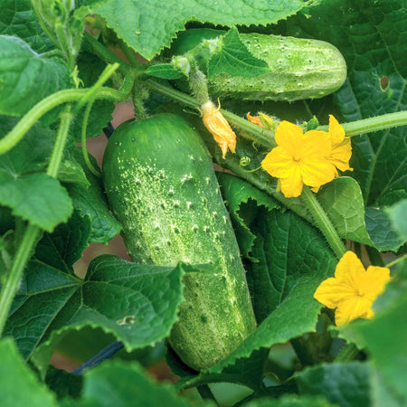 Cucumber Seeds 'Picklebush'
