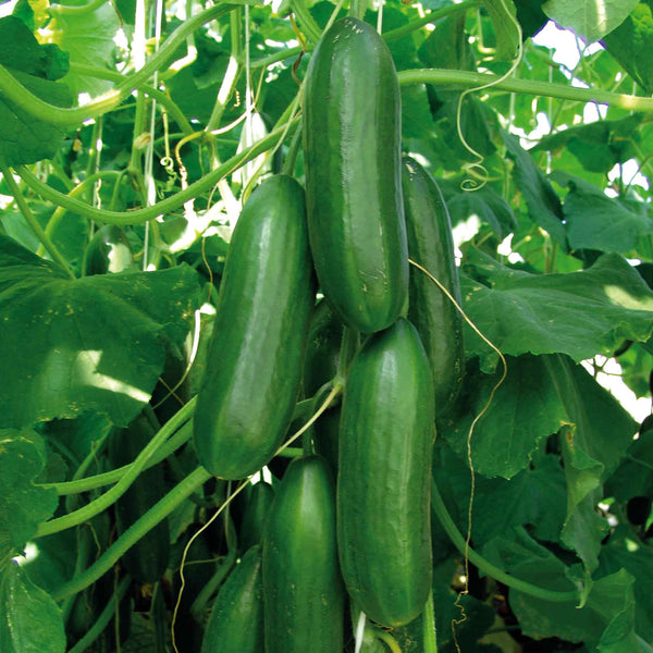 Cucumber Seeds 'Sherpa' F1