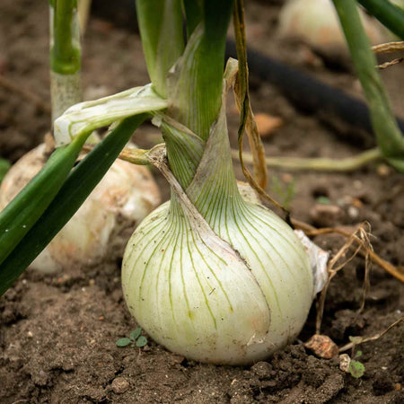 Onion Seeds 'White Star'