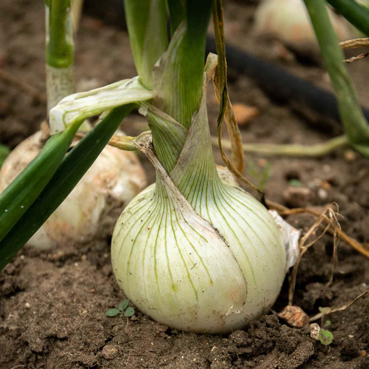 Onion Seeds 'White Star'