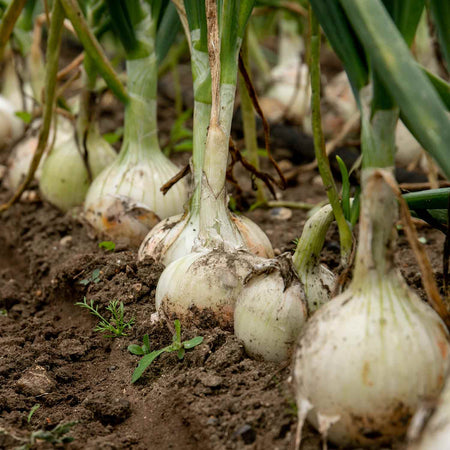 Onion Seeds 'White Star'