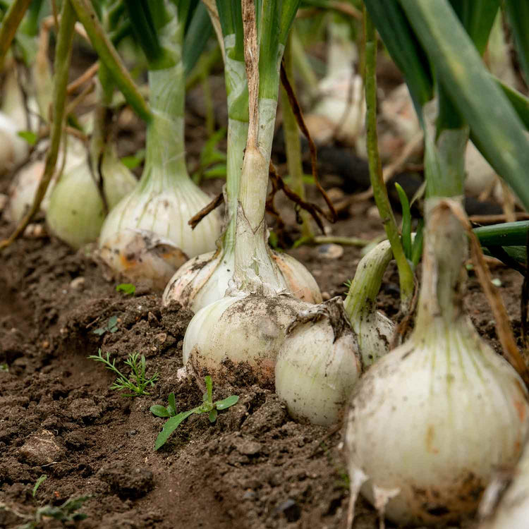 Onion Seeds 'White Star'