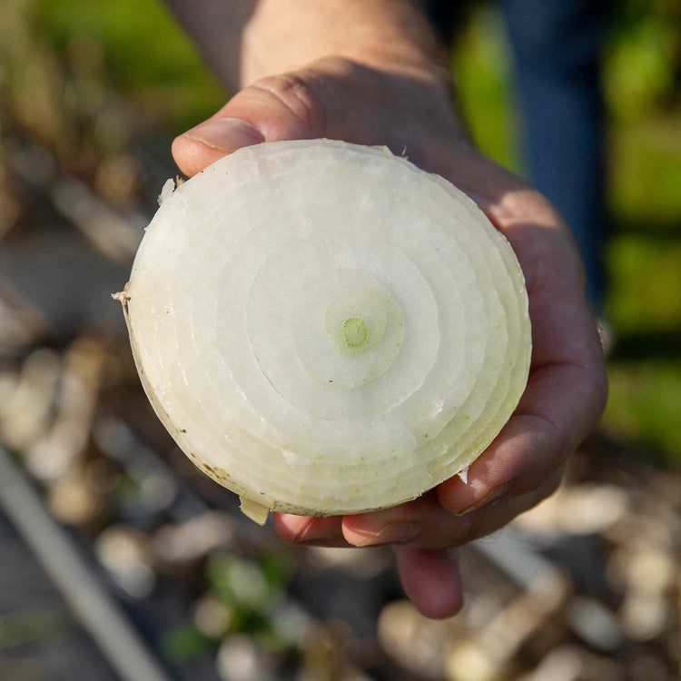 Onion Seeds 'White Star'