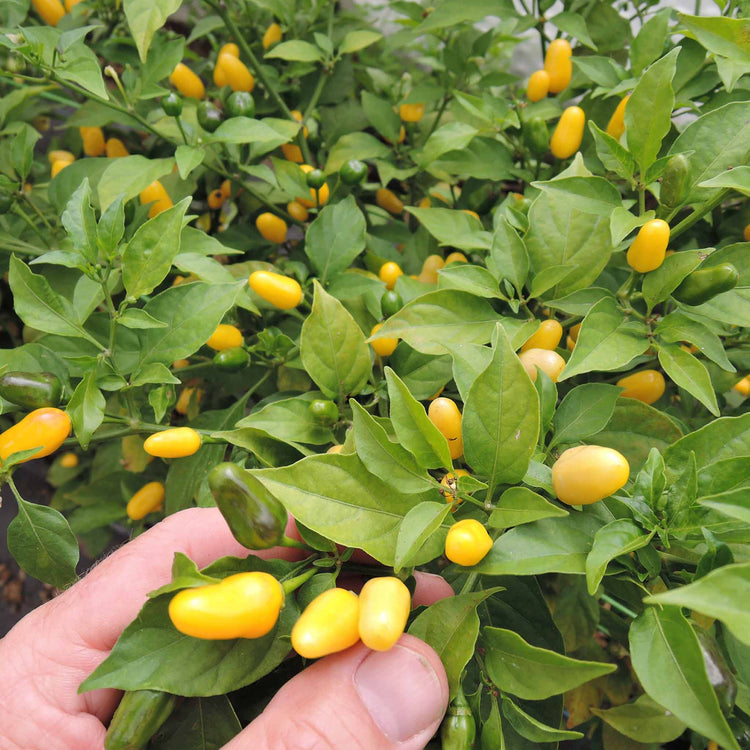 Chilli Seeds 'Vulcain'