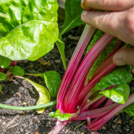 Swiss Chard Seeds 'Pink Peppermint'