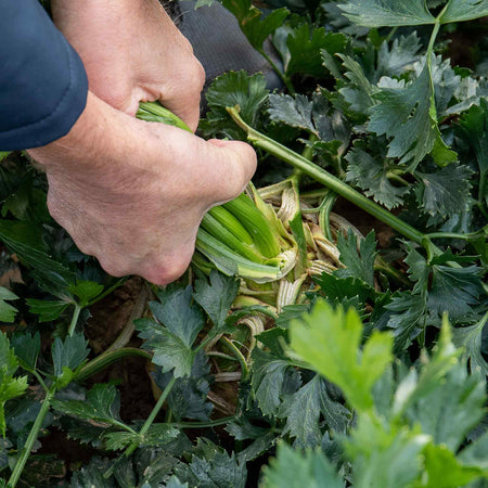 Celeriac 'Monarch'
